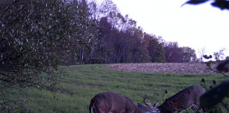 Deer camera