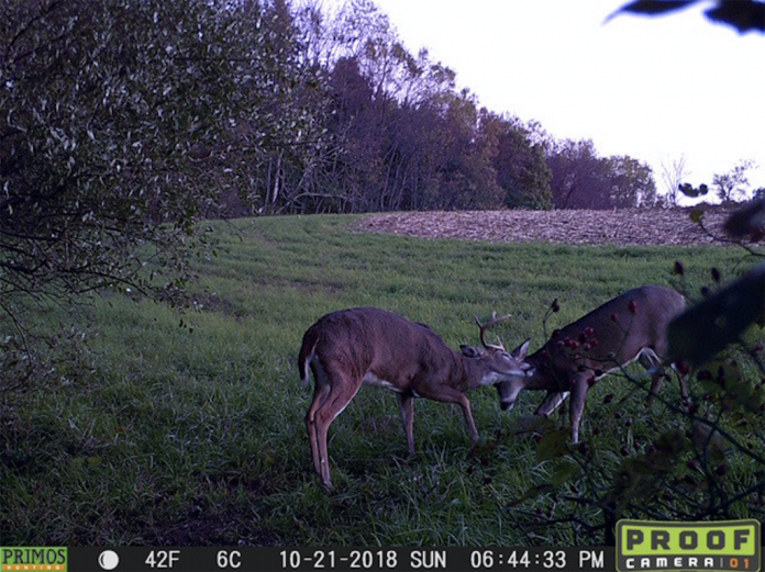 Deer camera Deer camera