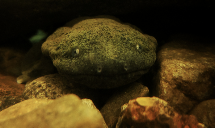 Hellbender Hellbender