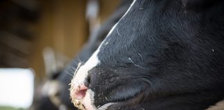 cow noses