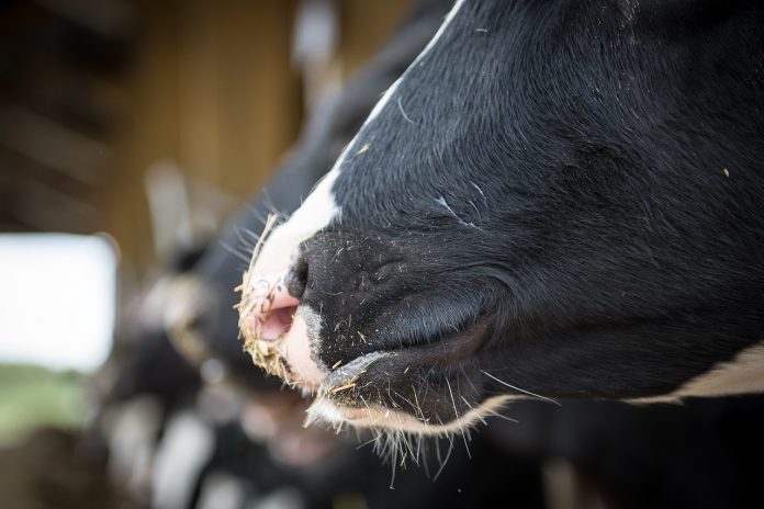 cow noses cow noses