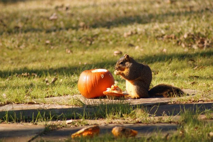 squirrel eating pumpkin squirrel eating pumpkin