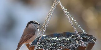 finch eating sunflower seeds