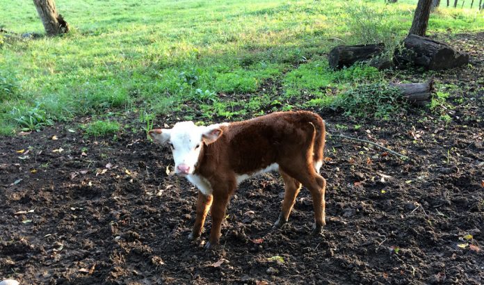 calf arrow
