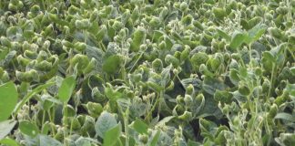 soybeans showing dicamba damage