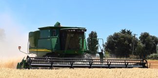 wheat harvest