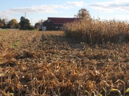 corn field partially harvested