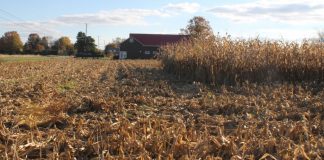 corn field partially harvested