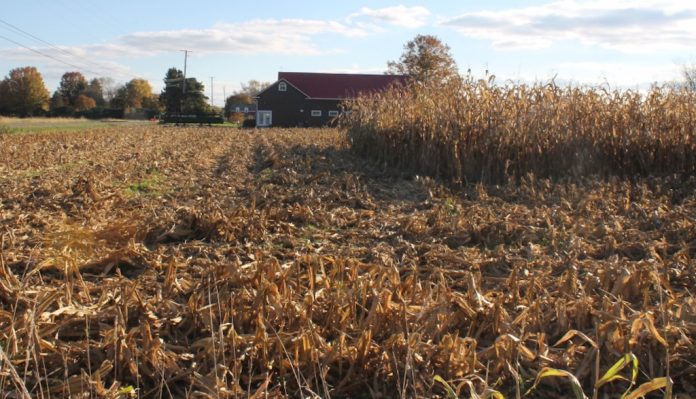 partly harvested corn field corn field partially harvested