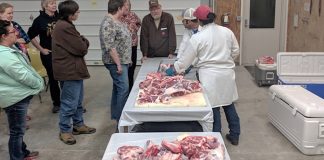 sheep school