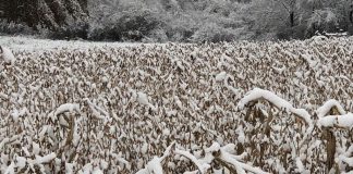 snow-on-soybeans