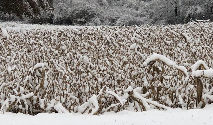 snow-on-soybeans snow-on-soybeans