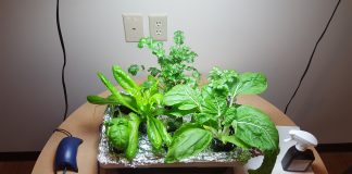 hydroponics garden