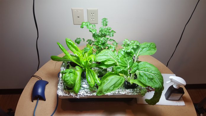 hydroponics garden hydroponics garden