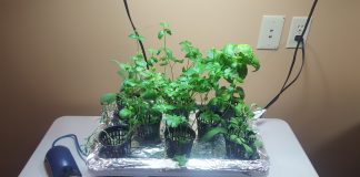 hydroponics garden