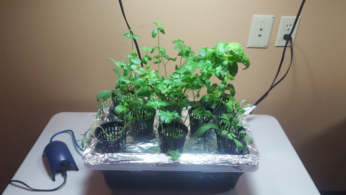 hydroponics garden hydroponics garden