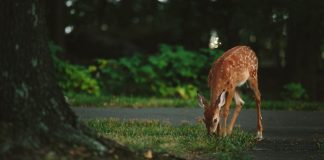deer