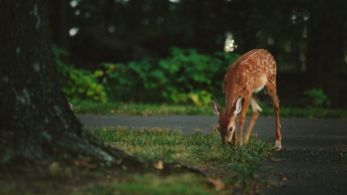 deer deer