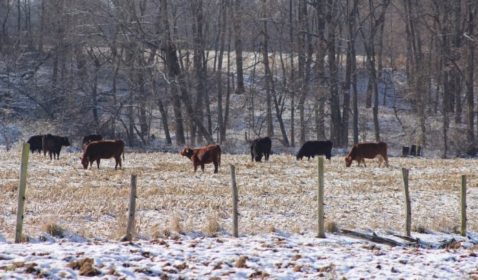 beef on pasture