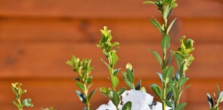 boxwood