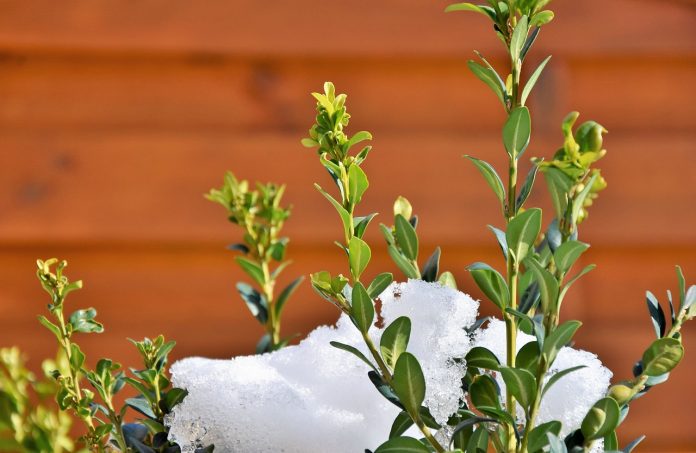 boxwood boxwood