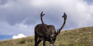 caribou
