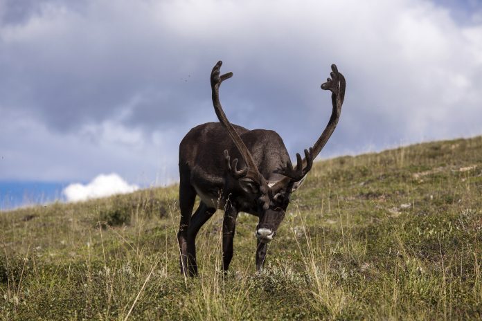 caribou caribou