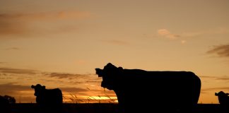 grazing cattle