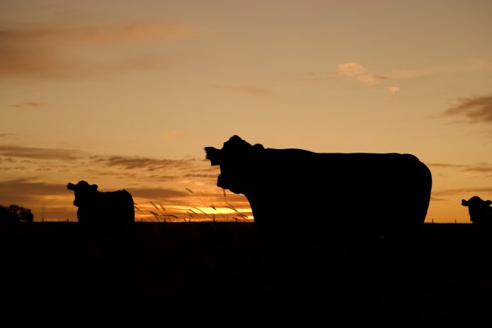 grazing cattle grazing cattle