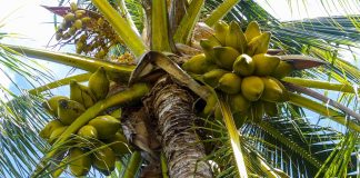 coconut