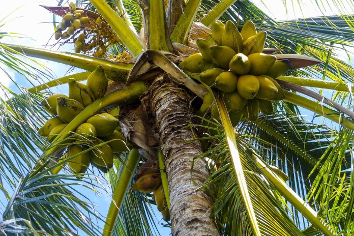 coconut coconut