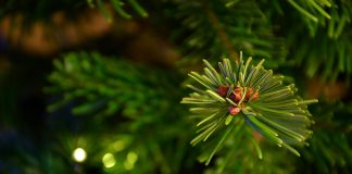 fir tree