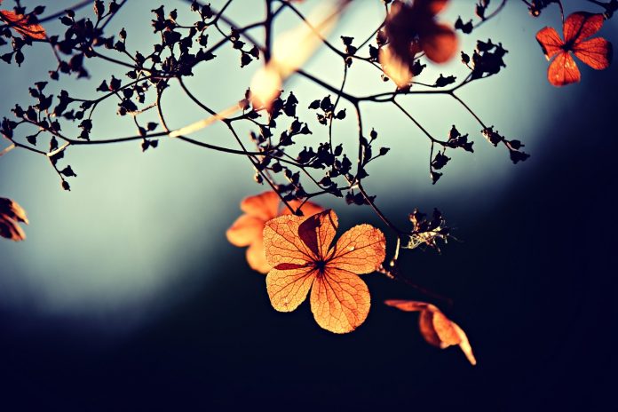 flower flower