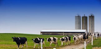 dairy cattle
