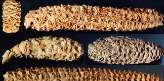 oldest corn virus discovery
