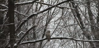 owl