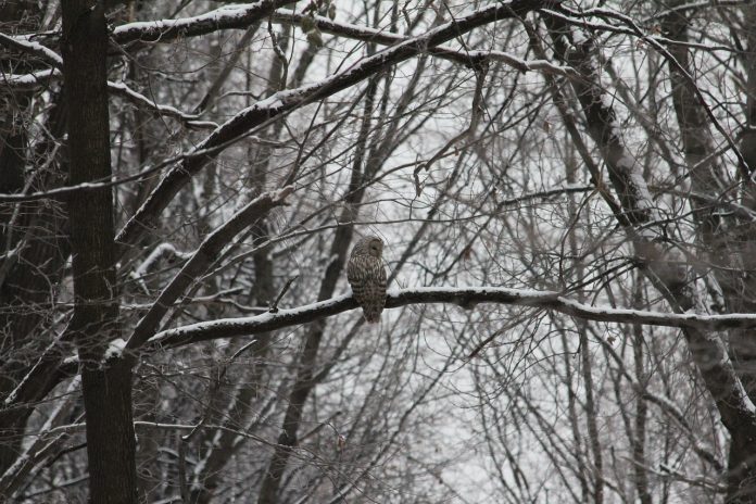 owl owl