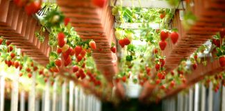 strawberries