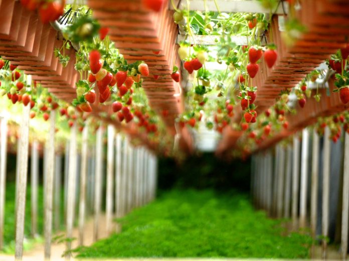 strawberries strawberries