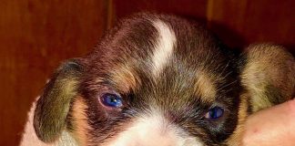 Beagle puppy