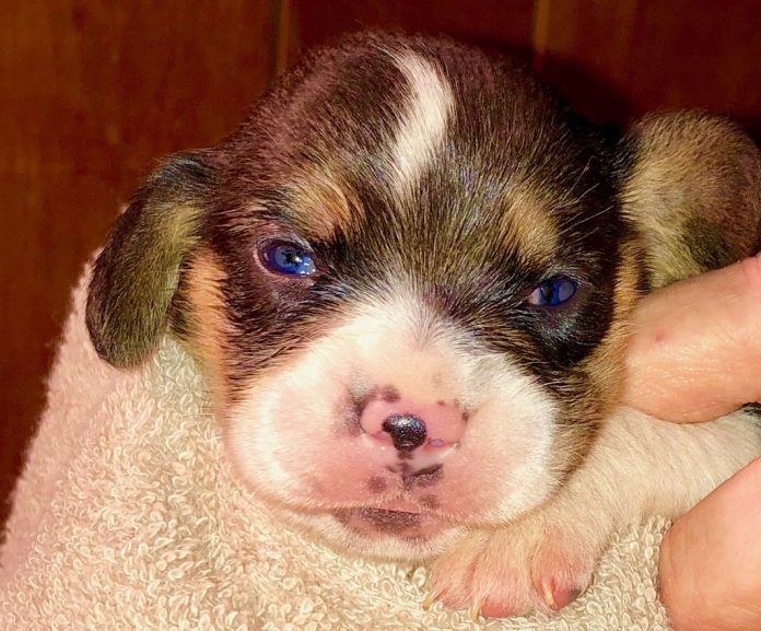 Beagle puppy Beagle puppy