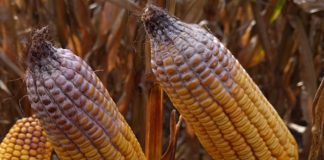 corn vomitoxin
