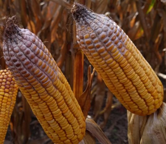 corn vomitoxin