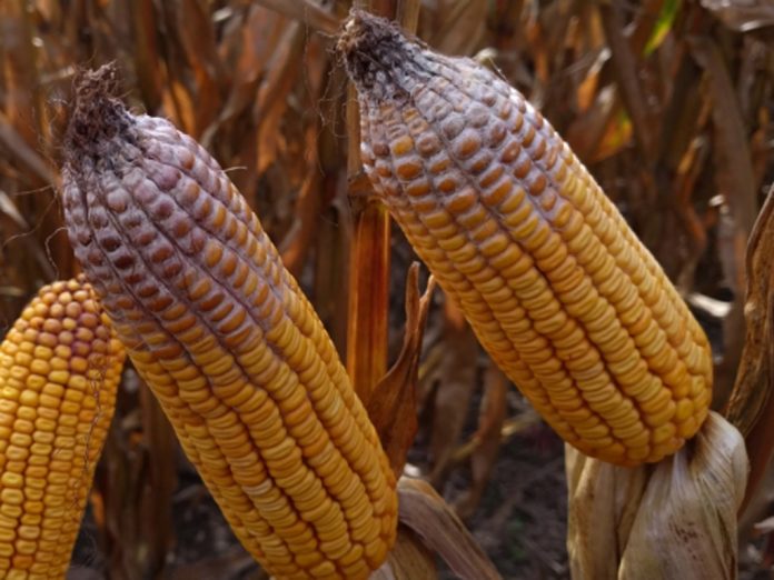 corn vomitoxin corn vomitoxin