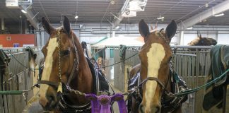 Draft Horses