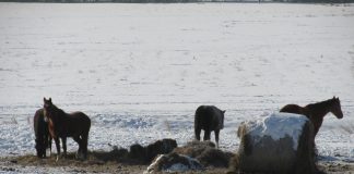 horses in winter
