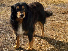 English Shepherd, Billy