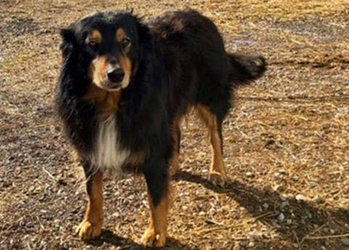 English Shepherd, Billy English Shepherd, Billy