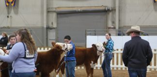 2019 Pennsylvania Farm Show beef cattle show