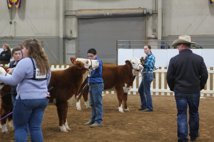 2019 Pennsylvania Farm Show beef cattle show 2019 Pennsylvania Farm Show beef cattle show